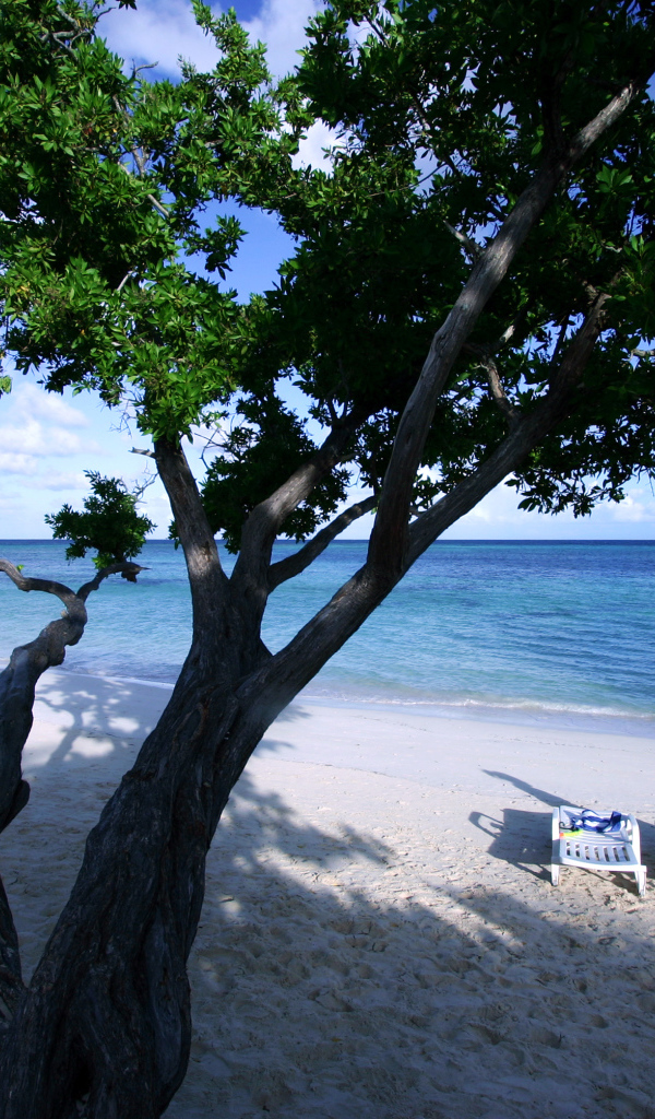 Дерево на пляже на курорте Гуардалавака, Куба