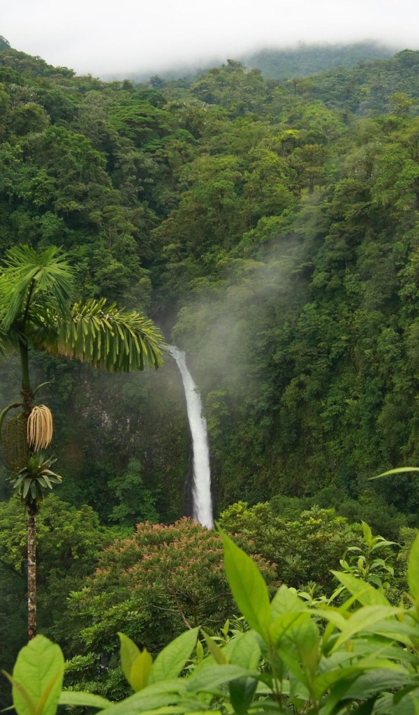 Тропические леса Коста-Рика