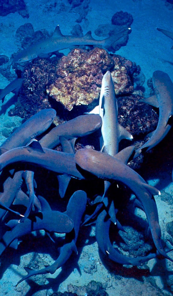 Белый Риф Коста-Рика