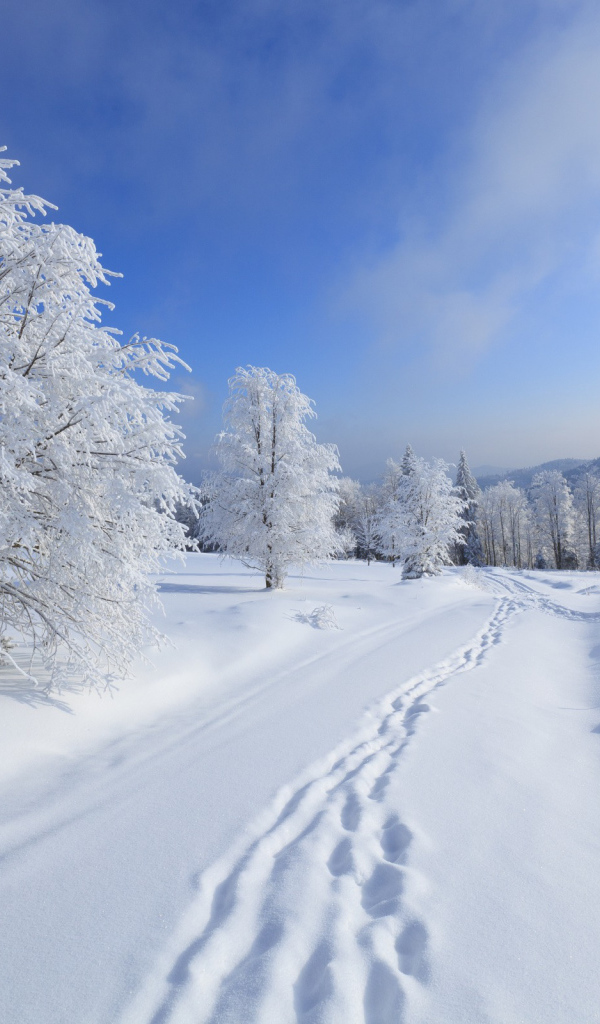 Зимние леса Киева