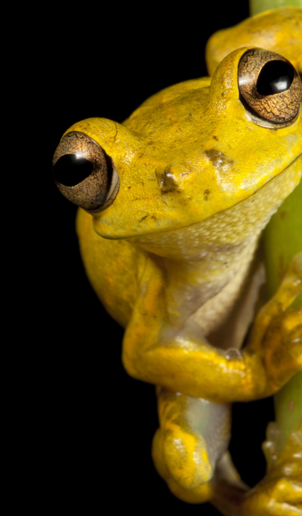 Великолепная страна Гаити