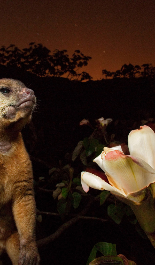 Великолепное Панама