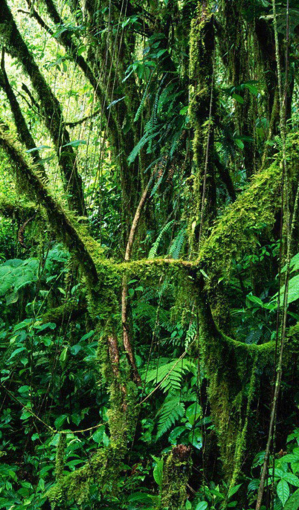 Популярное Коста-Рика