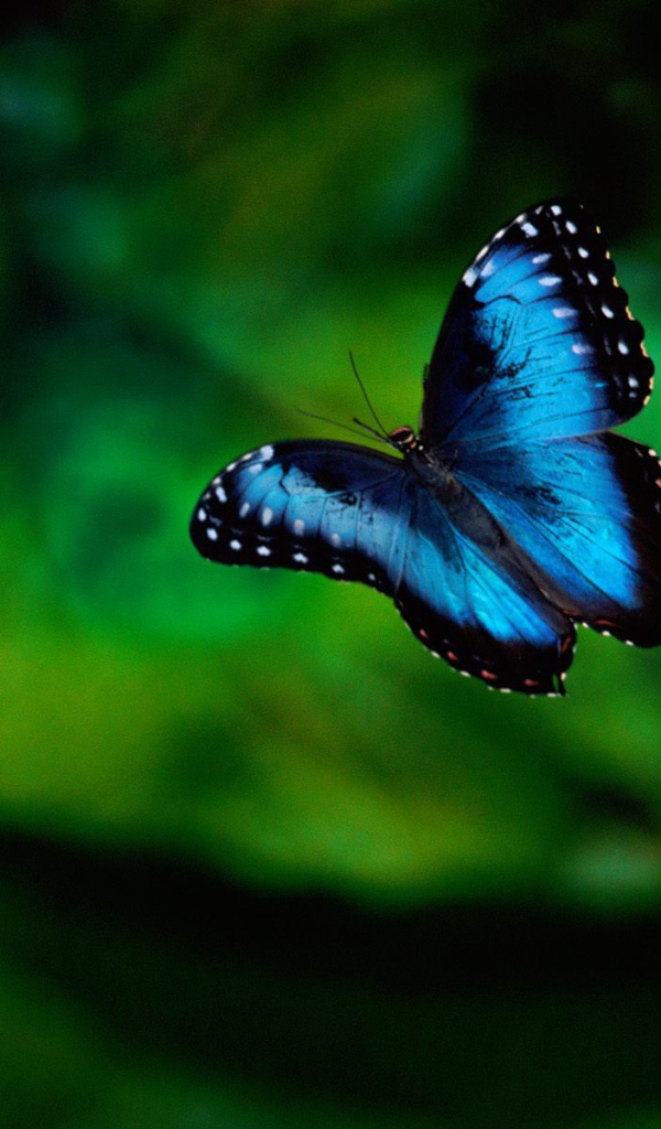 Замечательное  Коста-Рика