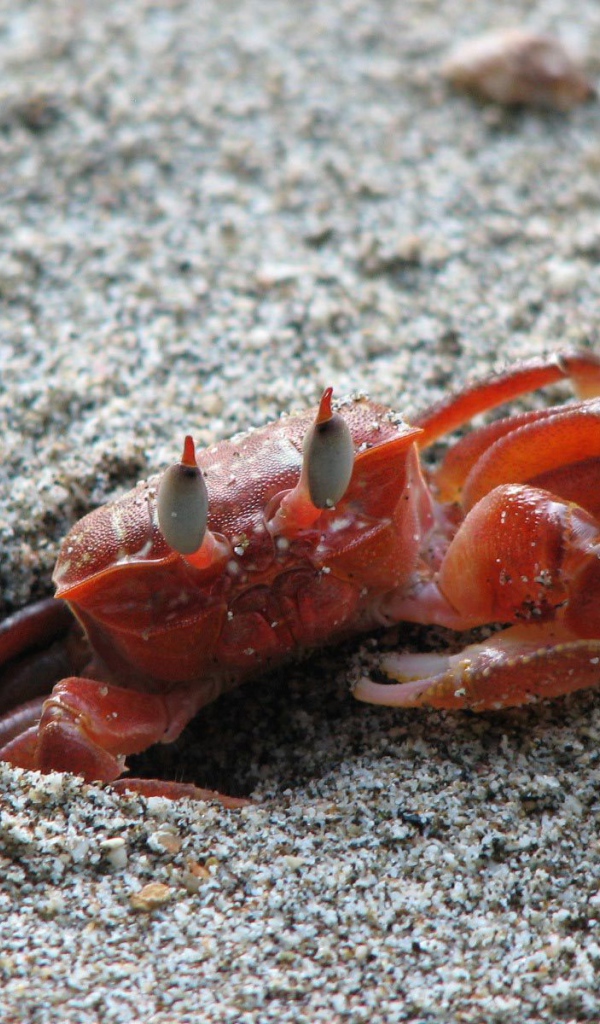 Изысканная страна Коста-Рика