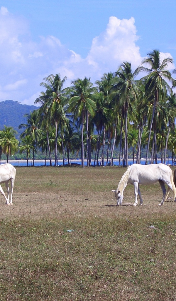Популярное место в Коста-Рика