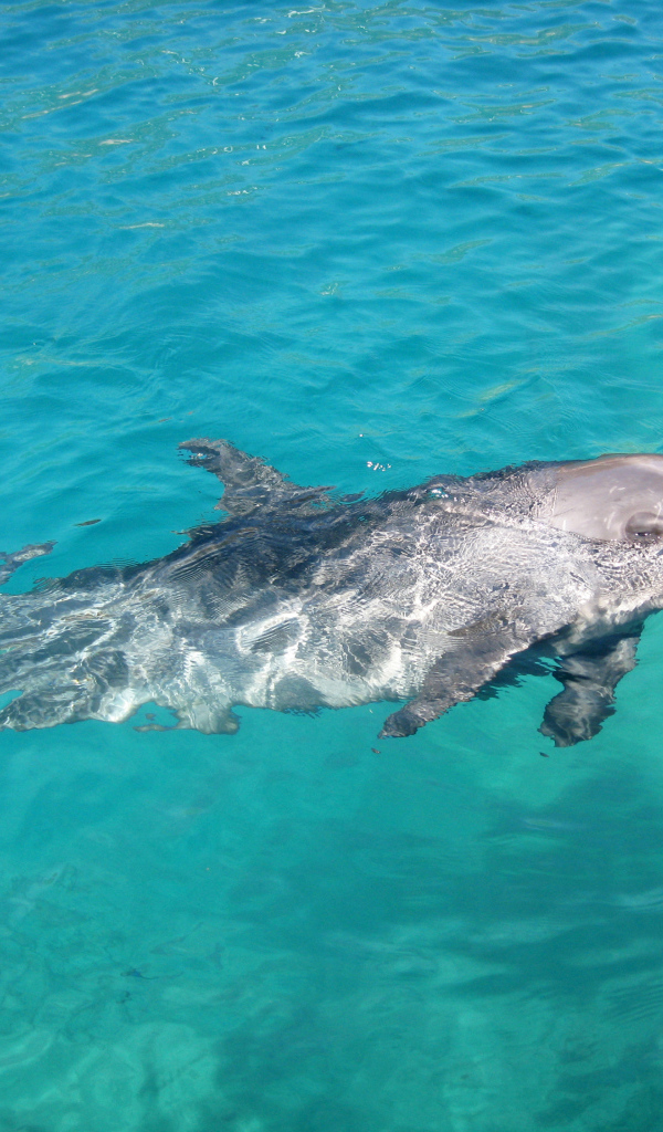 Изящное место в Коста-Рика