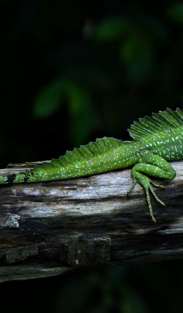 Завораживающий место в  Коста-Рика