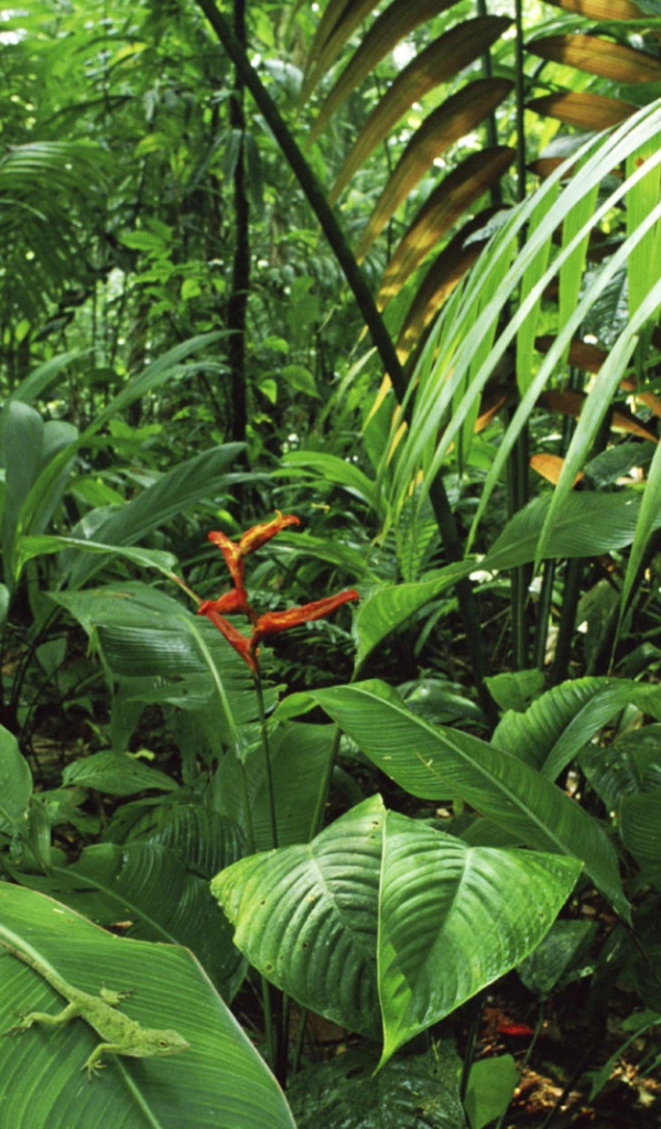 Дождевой лес Коста-Рика