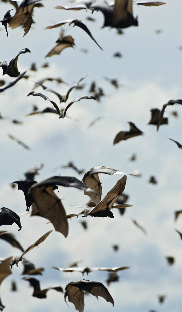 Стая летучих мышей