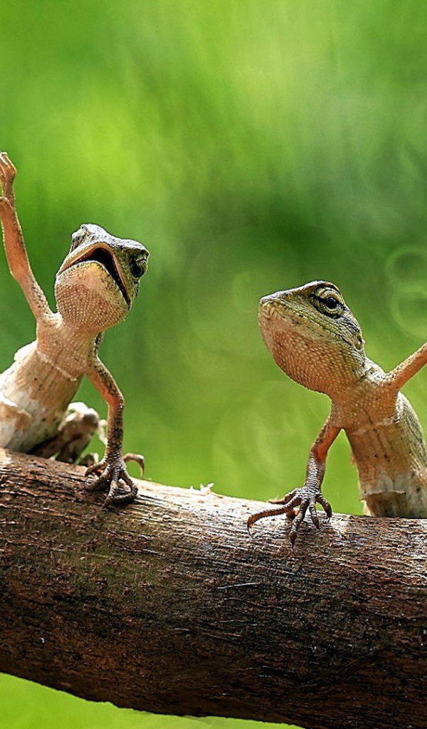 Пара лягушек на дереве