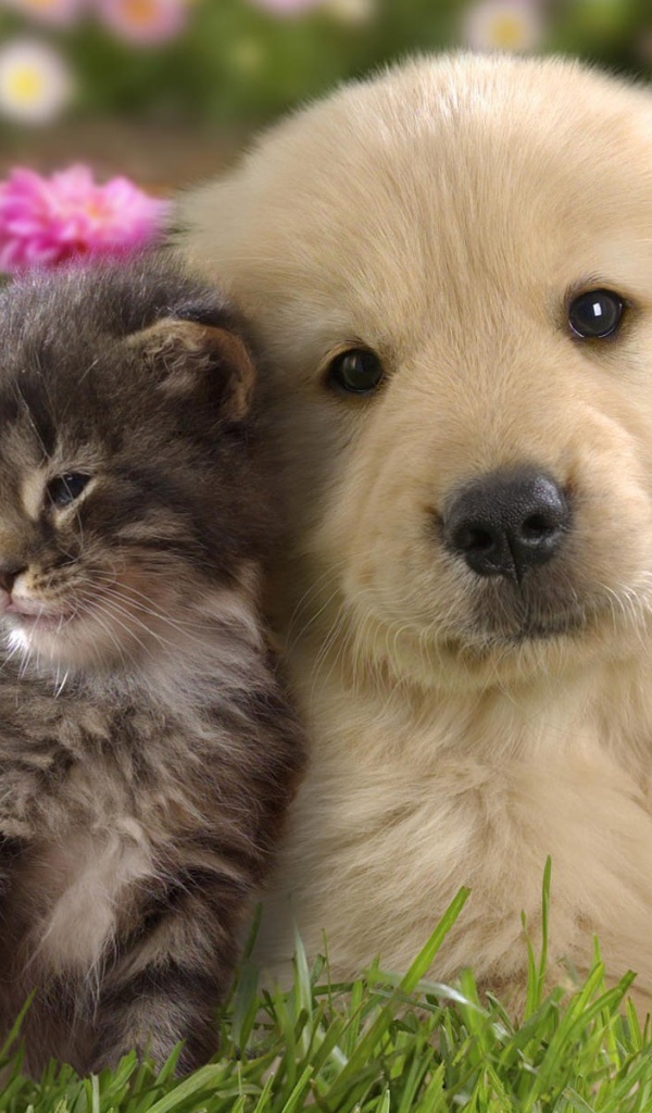 Ласковые котенок и щенок на фоне цветов