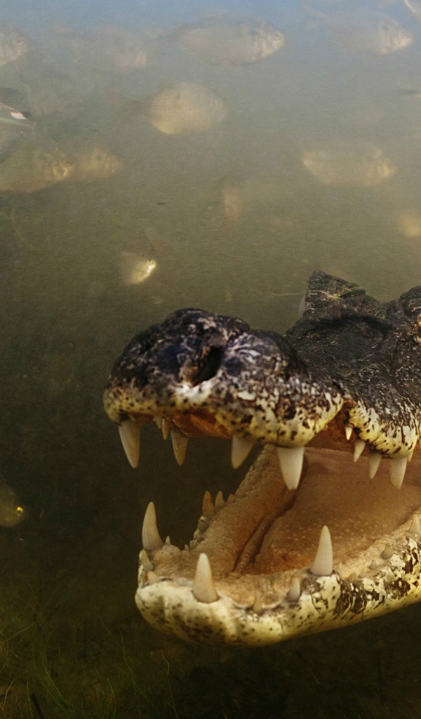 Злобный крокодил среди рыб