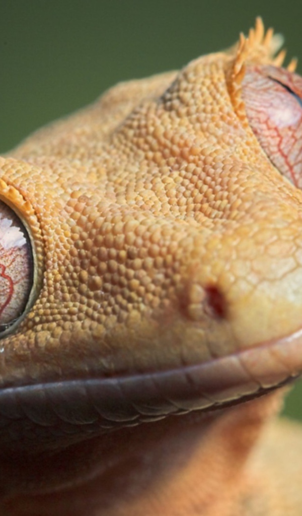 Глаза животного геккона