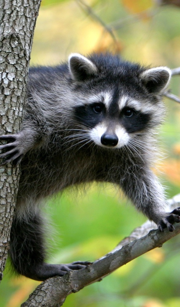 Животное енот-полоскун сидит на дереве