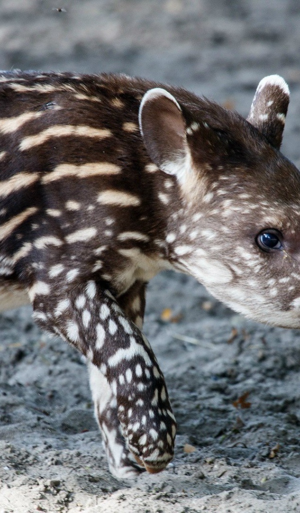 Животное пятнистый тапир