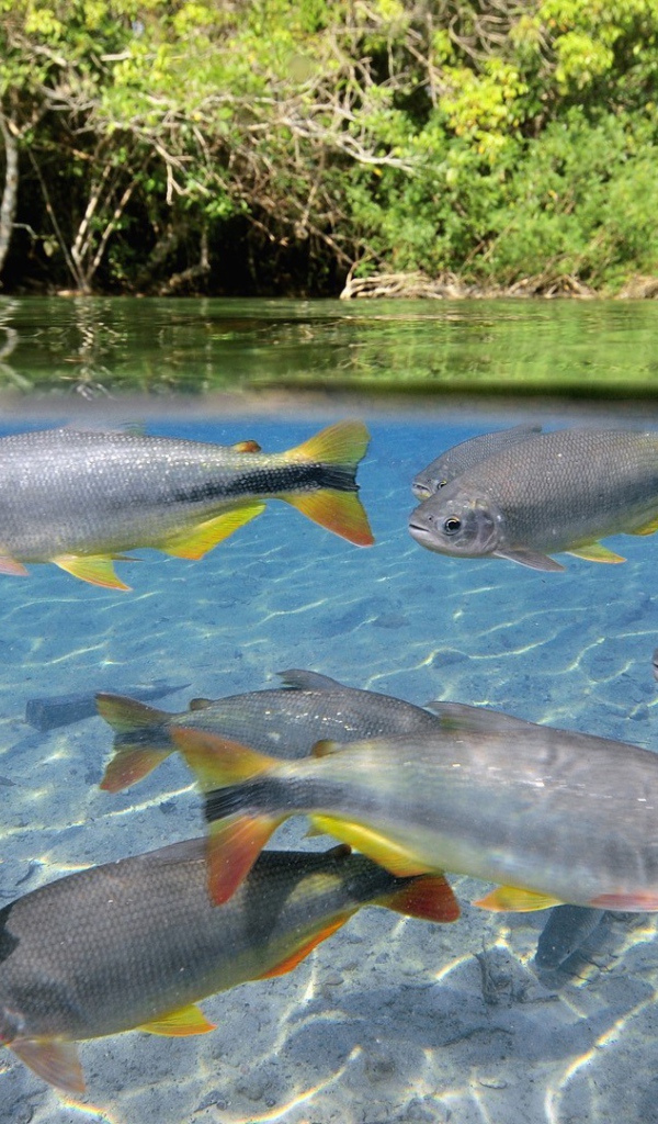 Крупная рыба в чистой воде озера