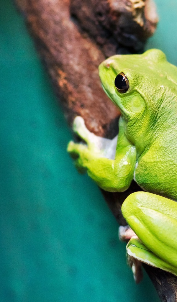 Большая зеленая лягушка на ветке