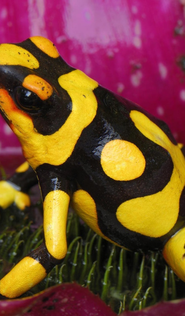 Черно желтая лягушка в цветке