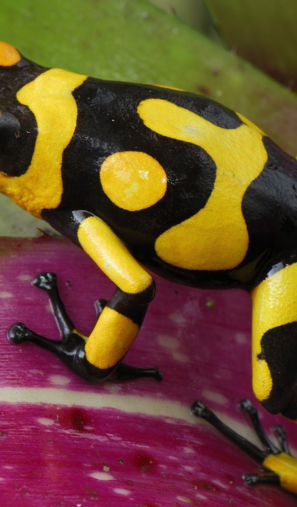 Черно желтая лягушка прыгает