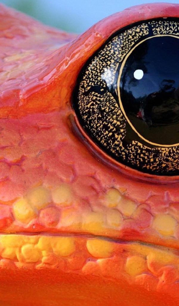 Черные глаза красной лягушки