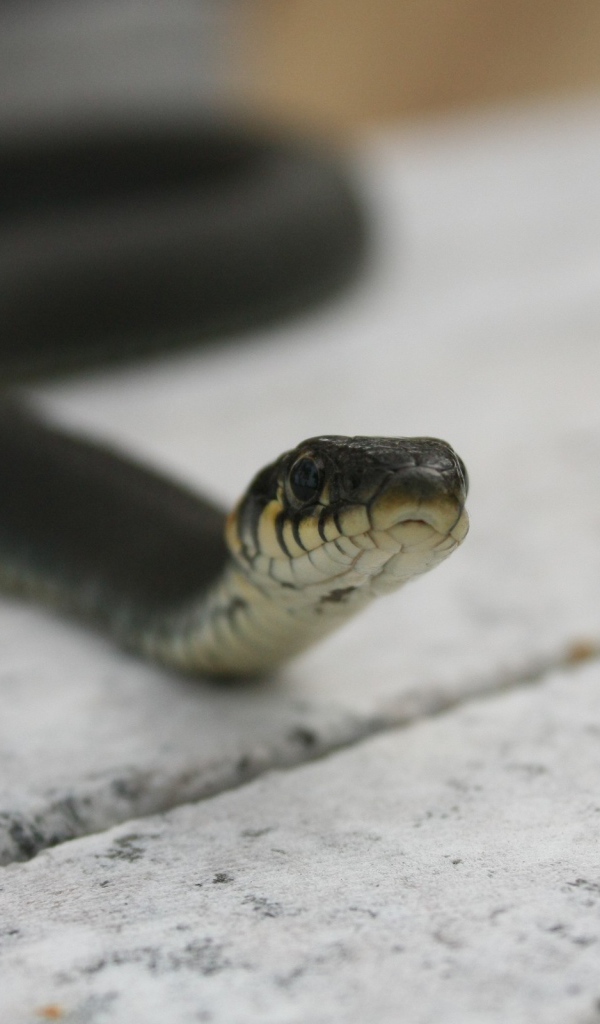 Черная змея на досках