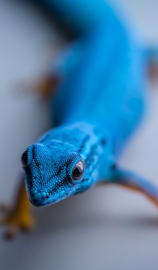 Синий геккон на сером фоне
