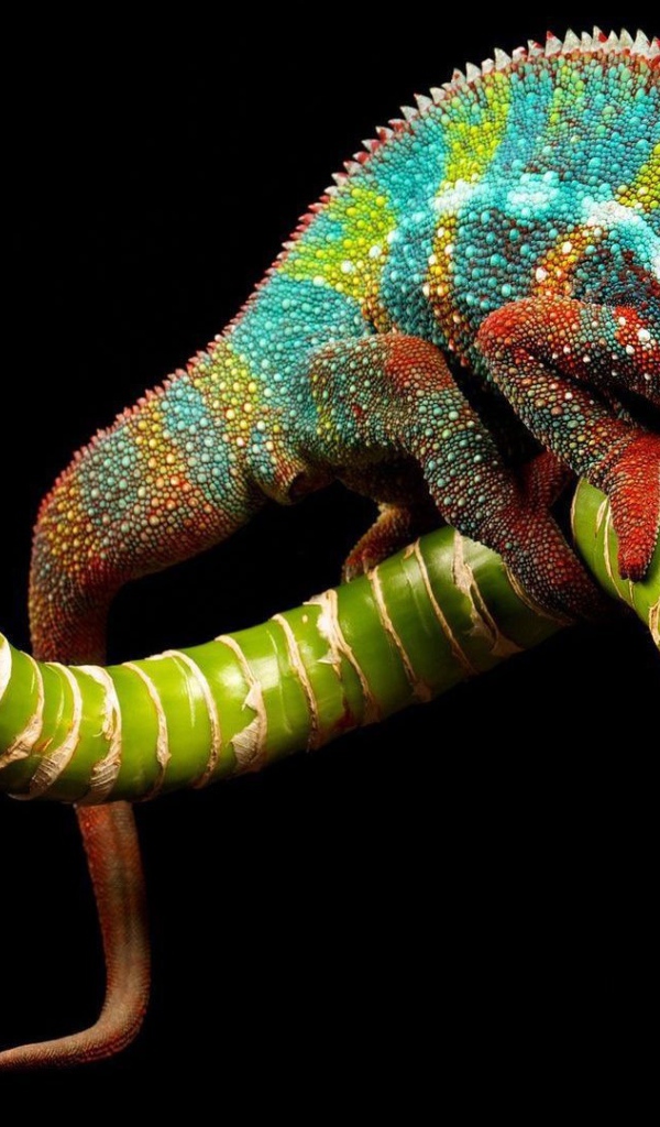 Яркий хамелеон на зеленой ветке