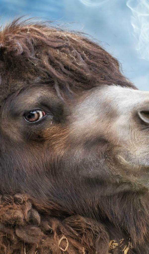 Верблюд с сигаретой в зубах