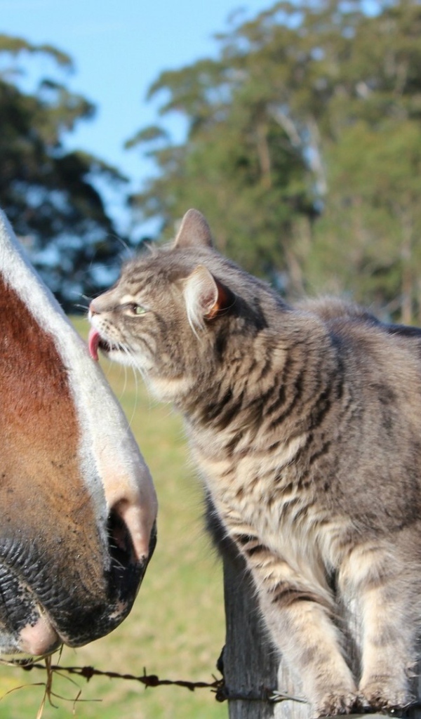 Кот и лошадь