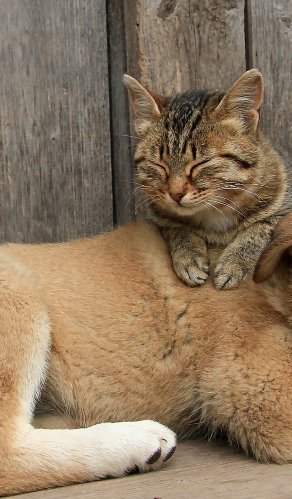 Кот сидит на щенке