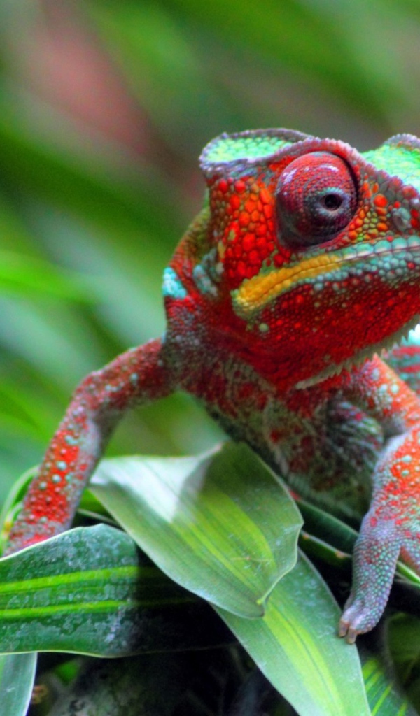 Хамелеон на куче травы