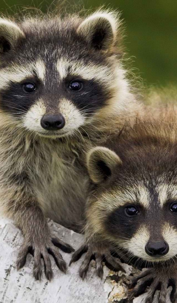 Пара животных енотов-полоскунов на стволе дерева