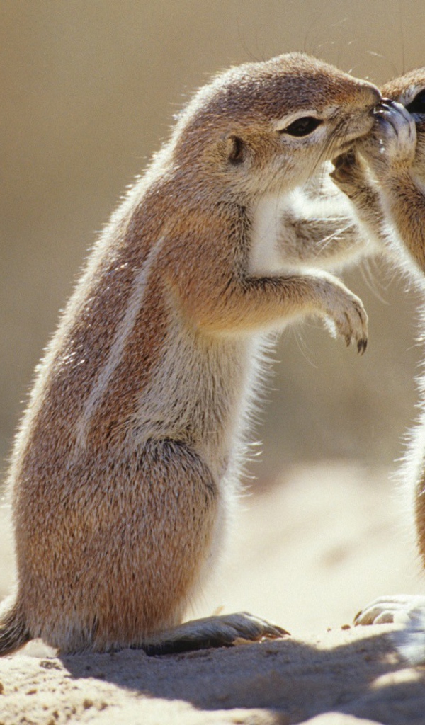 Пара сурков общаются