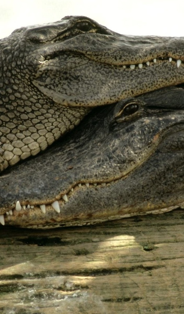 Пара довольных крокодилов