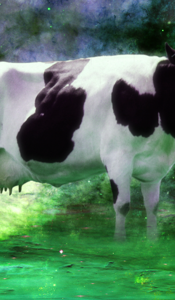 Корова среди звезд