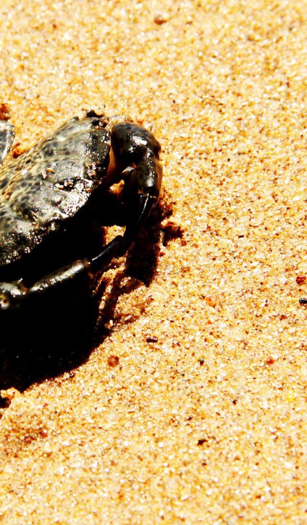 Краб зарывается в песок на пляже