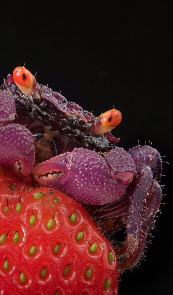 Краб на клубнике