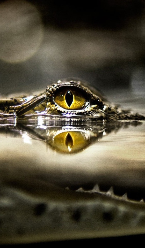 Крокодил затаился в ожидании добычи