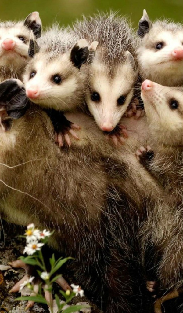 Детёныши опоссума держатся за спину своей мамы