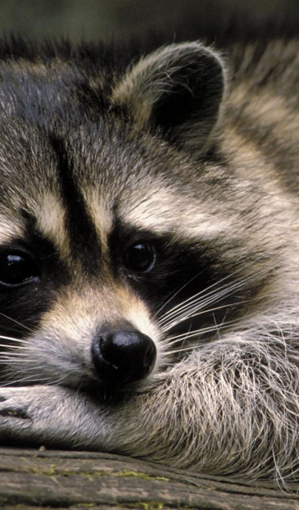 Милое животное енот-полоскун