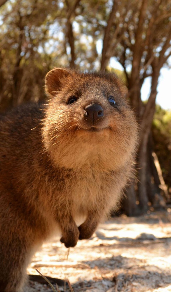 Милый короткохвостый кенгуру