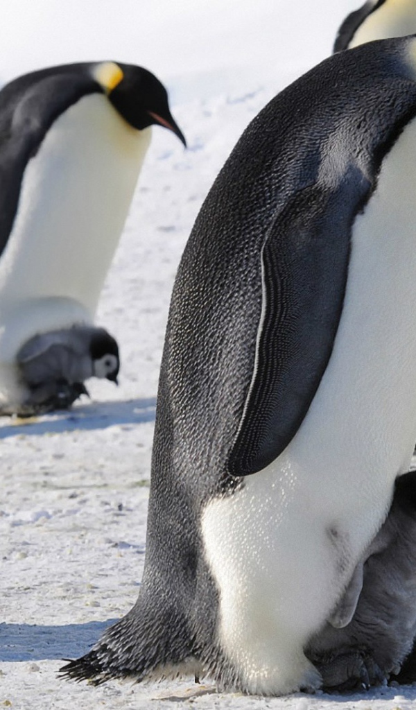 Императорские пингвины с детенышами