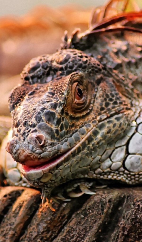 Экзотическая игуана на камне