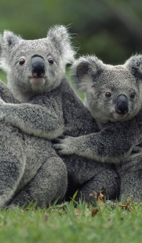 Четыре коалы на газоне