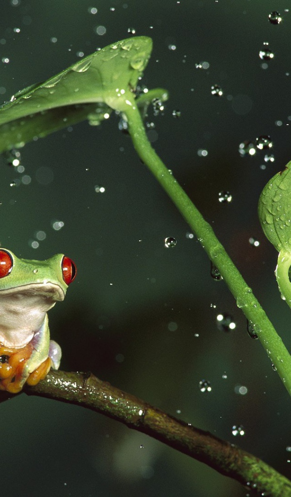 Лягушка красноглазая квакша