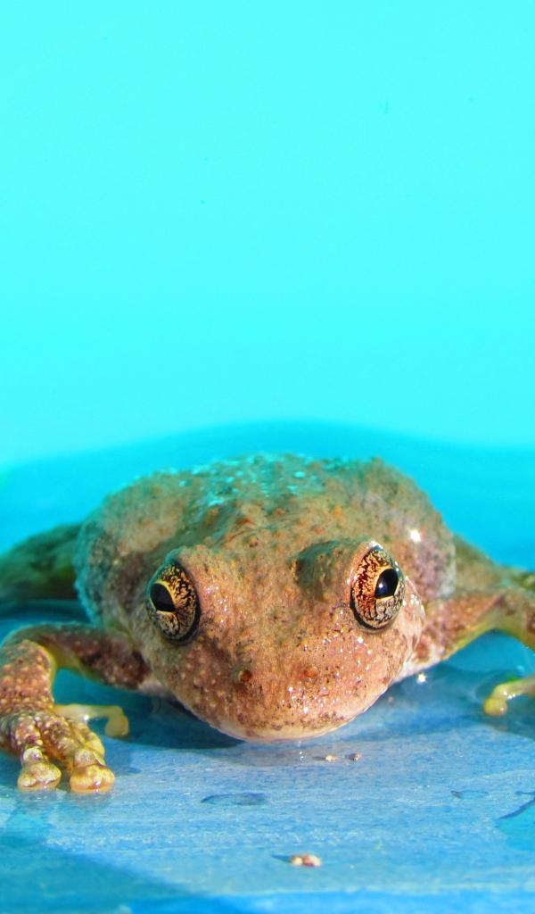 Лягушка в голубой воде