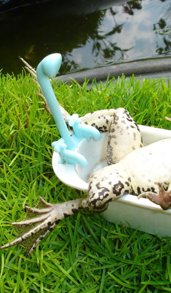 Лягушка лежит в ванной