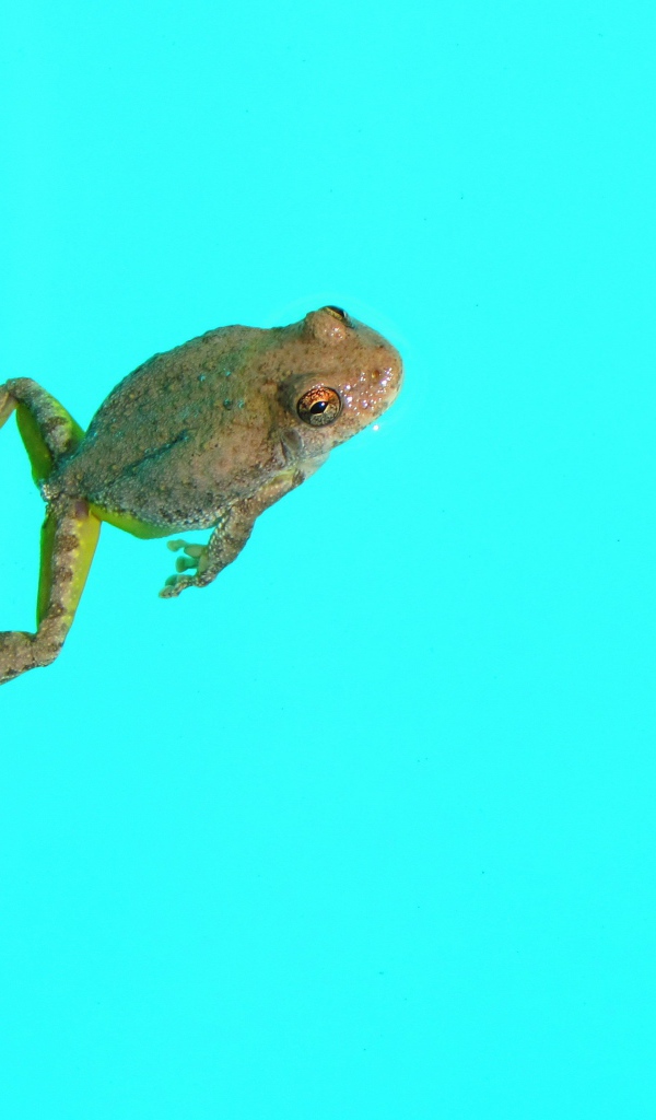 Лягушка на голубом фоне