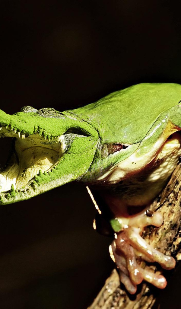 Лягушка крокодил на ветке